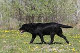 LABRADOR 1025